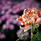 Chrysanthemum