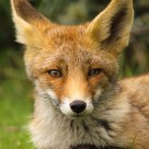 Potrait of a fox