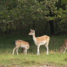Fallow deer