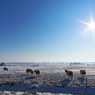 Winter in Holland
