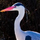 Grey Heron