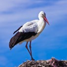 White Stork