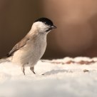 Marsh Tit on snow