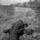A Gator's point of view