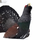 Western Capercaillie