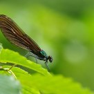 Caloptéryx éclatant - Calopteryx splendens