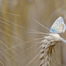 Azuré de la Bugrane - Polyommatus icarus