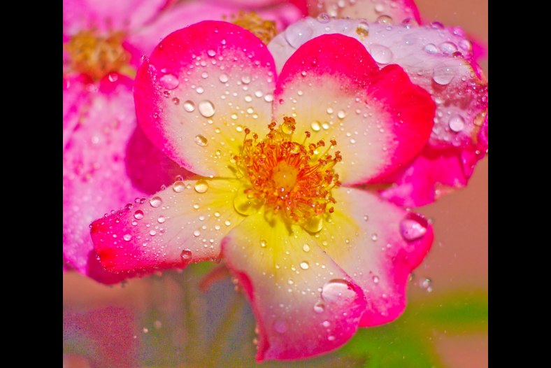 Watercolor Rose