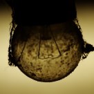 Bulb