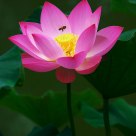 lotus