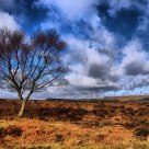 Baslow Tree