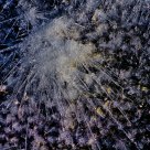Ice crystals