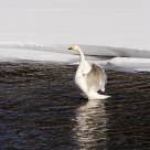 Swan
