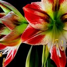 Amaryllis Profile