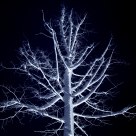 Blizzard on the tree