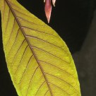 Leaf, Kew