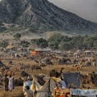 Camel Fair