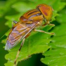 Spotted eyed drone fly