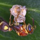 The Guarding Wasp