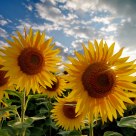 SUN'S