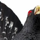 Western Capercaillie - Portrait
