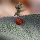 ladybug