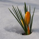 Crocus in the snow