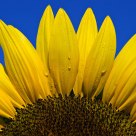 Helianthus annuus
