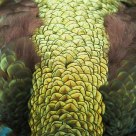 Peacock back