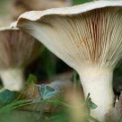 Milk White Brittlegill