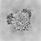 Bees On Scabious