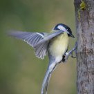 Big tit