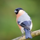Eurasian Bullfinch