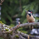 Great Spotted Woodpecke