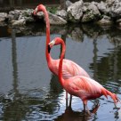 Flamingos