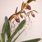 Paphiopedilum Chui Hua Dancer
