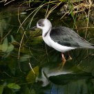 Wading in the Shallows