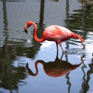 Flamingo and the Reflection