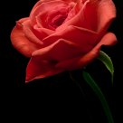 rosa