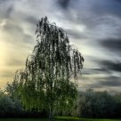 birch