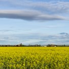 Rapeseed field