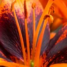 Orange Lily Pistil