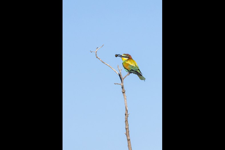 European Bee-eater