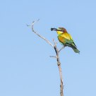 European Bee-eater