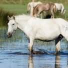 Camargue Horse