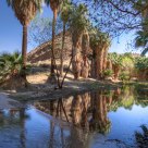 Palm Creek Reflections
