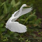 Great Egret Flight