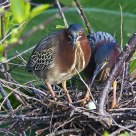 Green Heron Nest