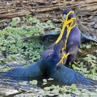 Purple Gallinule Fight