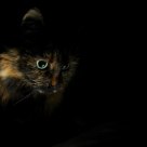 Curious